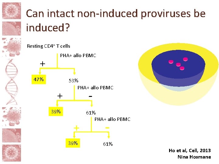Can intact non-induced proviruses be induced? Resting CD 4+ T cells PHA+ allo PBMC