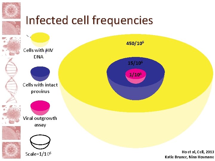 Infected cell frequencies 450/106 Cells with HIV DNA 15/106 1/106 Cells with intact provirus