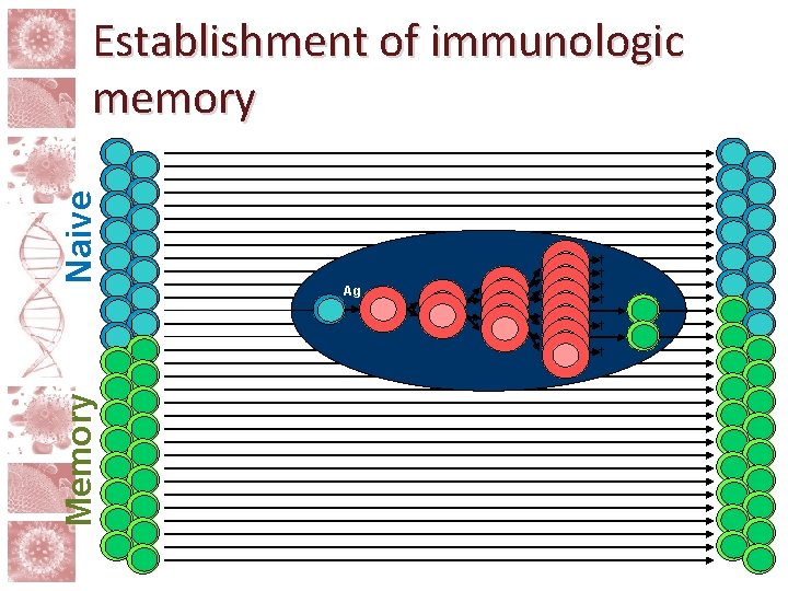Naive Establishment of immunologic memory Ag † † † Memory † 
