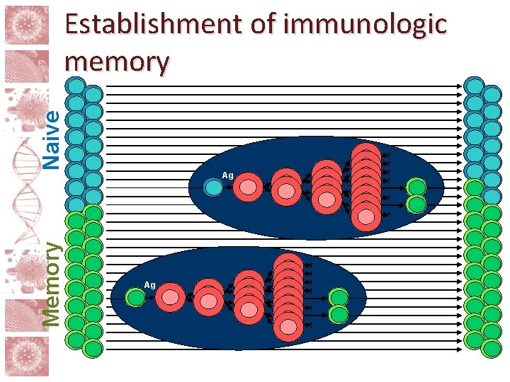 Naive Establishment of immunologic memory † † Ag † Memory † Ag † †