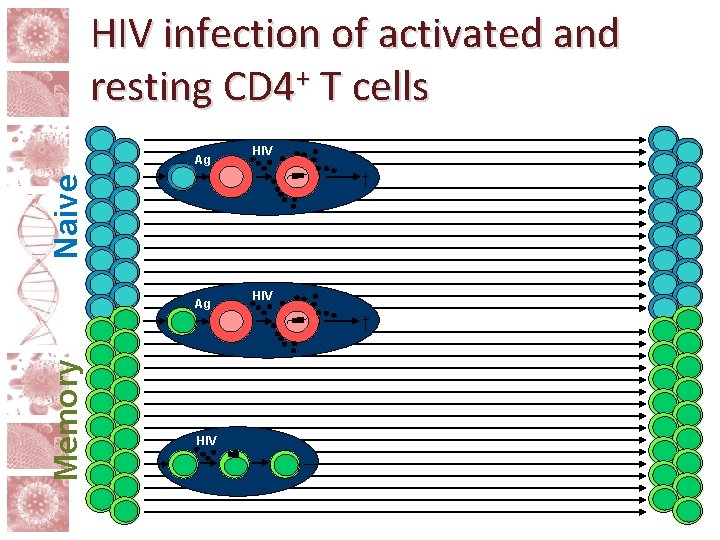 HIV infection of activated and + resting CD 4 T cells Ag HIV Naive