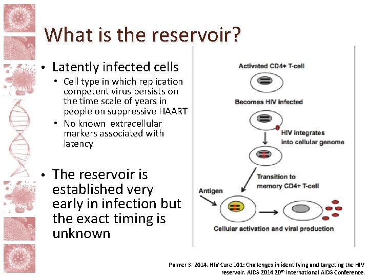 What is the reservoir? • Latently infected cells • Cell type in which replication