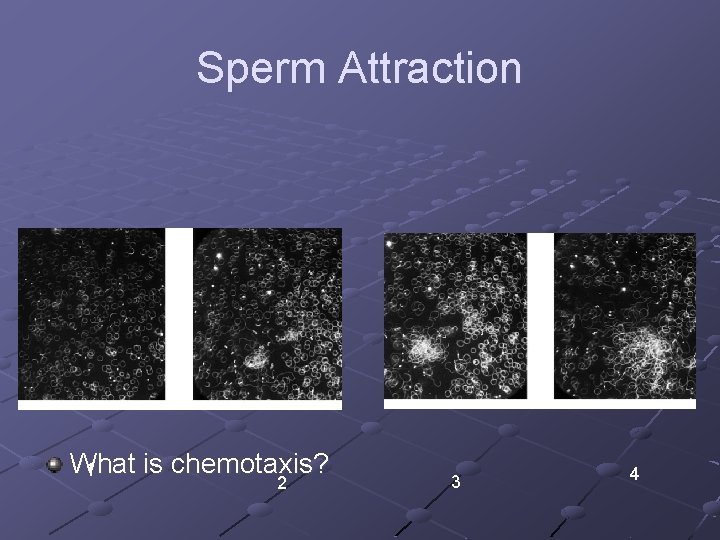 Sperm Attraction What is chemotaxis? 1 2 3 4 