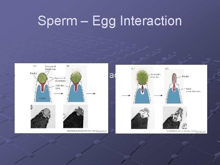 Sperm – Egg Interaction What is involved in the acrosomal reaction in sea urchins?