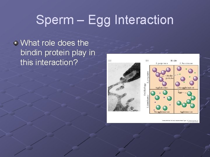 Sperm – Egg Interaction What role does the bindin protein play in this interaction?