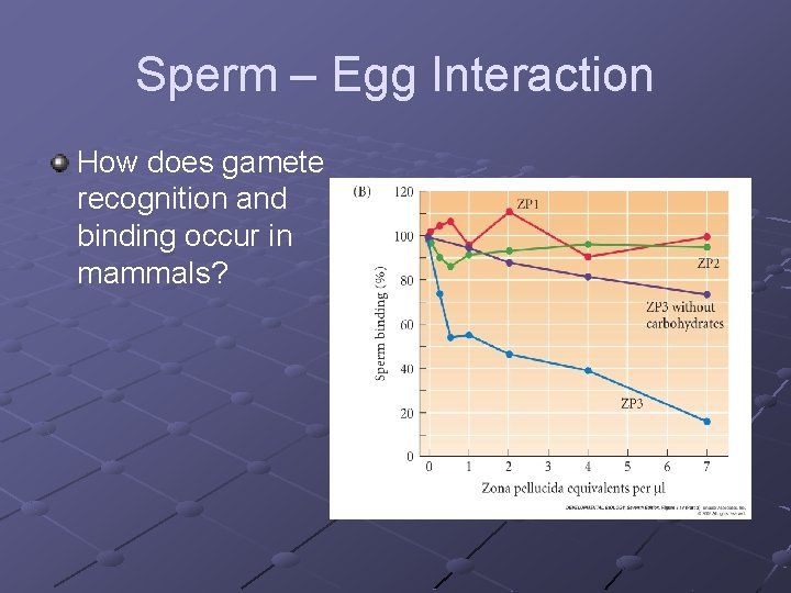 Sperm – Egg Interaction How does gamete recognition and binding occur in mammals? 