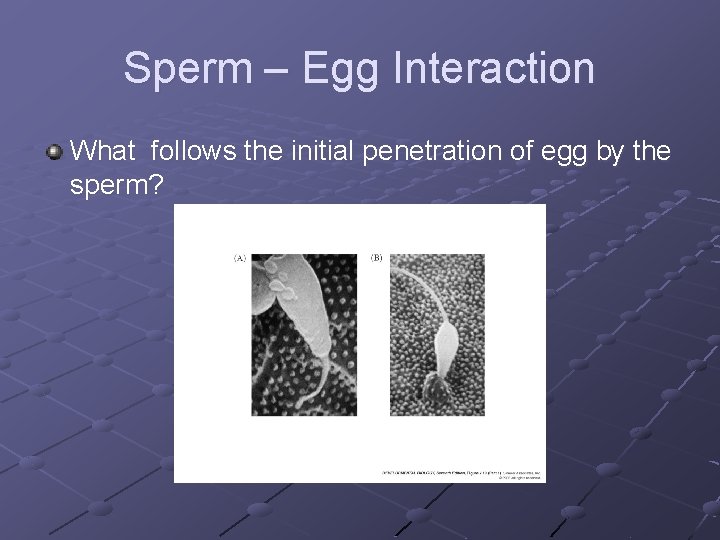 Sperm – Egg Interaction What follows the initial penetration of egg by the sperm?