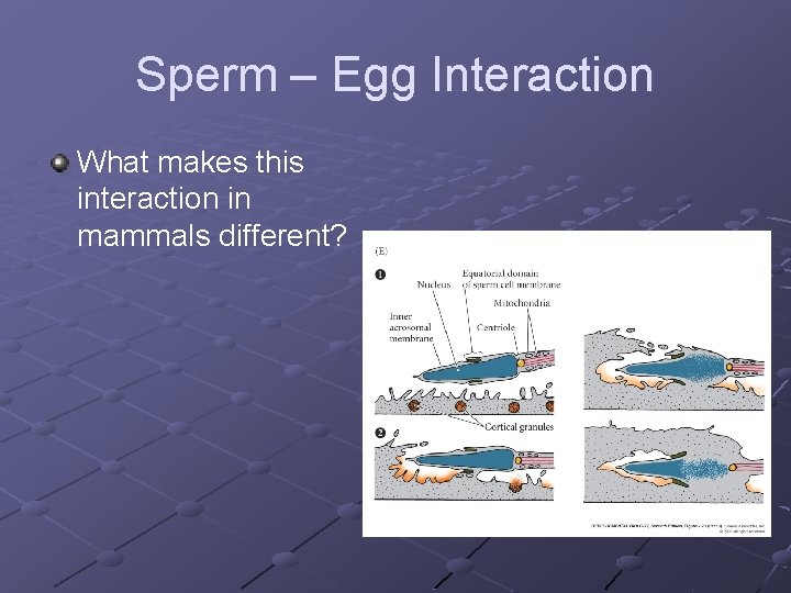 Sperm – Egg Interaction What makes this interaction in mammals different? 