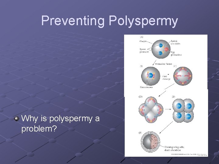Preventing Polyspermy Why is polyspermy a problem? 