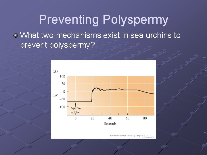 Preventing Polyspermy What two mechanisms exist in sea urchins to prevent polyspermy? 
