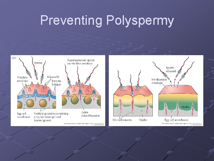 Preventing Polyspermy 