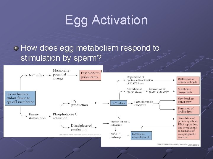 Egg Activation How does egg metabolism respond to stimulation by sperm? 
