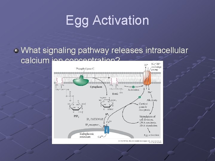Egg Activation What signaling pathway releases intracellular calcium ion concentration? 