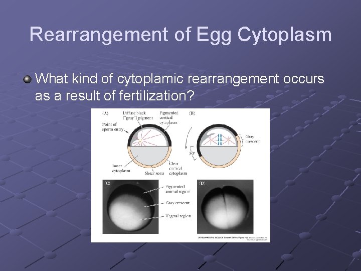 Rearrangement of Egg Cytoplasm What kind of cytoplamic rearrangement occurs as a result of