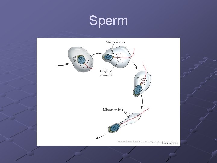 Sperm 