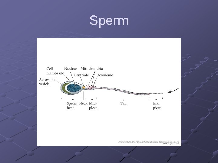 Sperm 