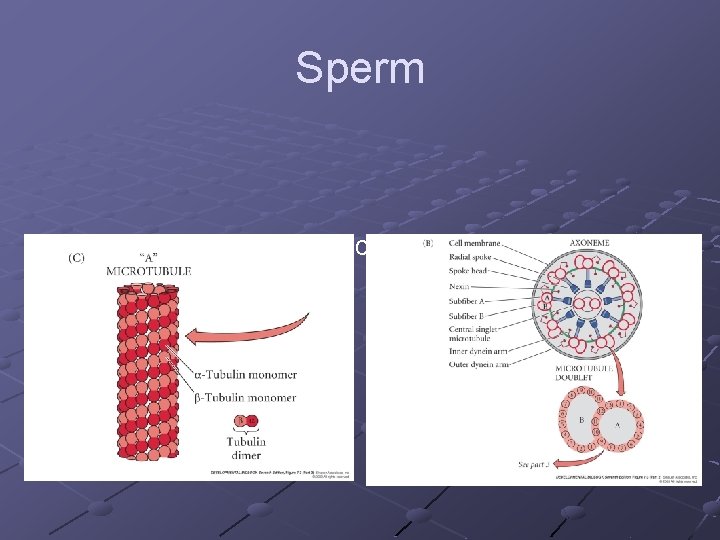 Sperm How does flagellar structure contribute to sperm motility? 