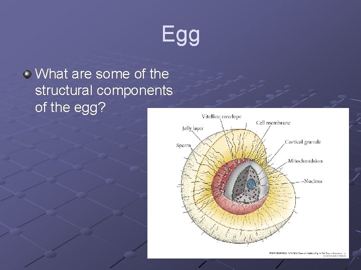 Egg What are some of the structural components of the egg? 