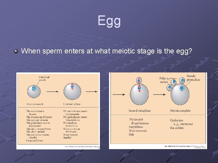 Egg When sperm enters at what meiotic stage is the egg? 