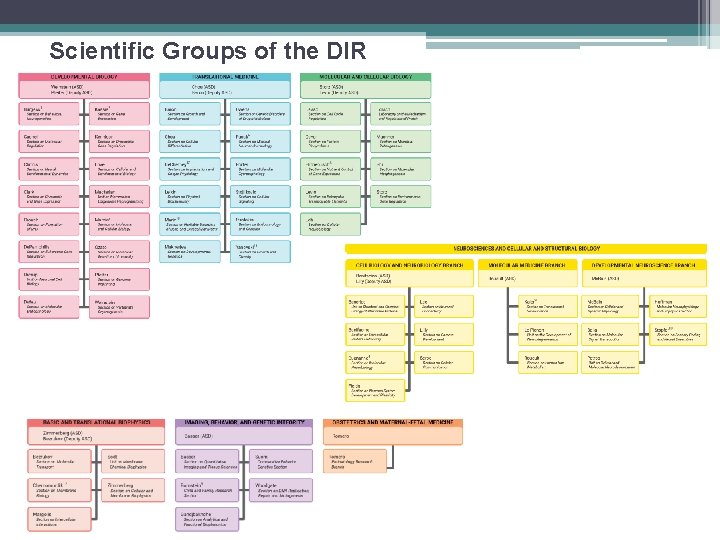 Scientific Groups of the DIR 