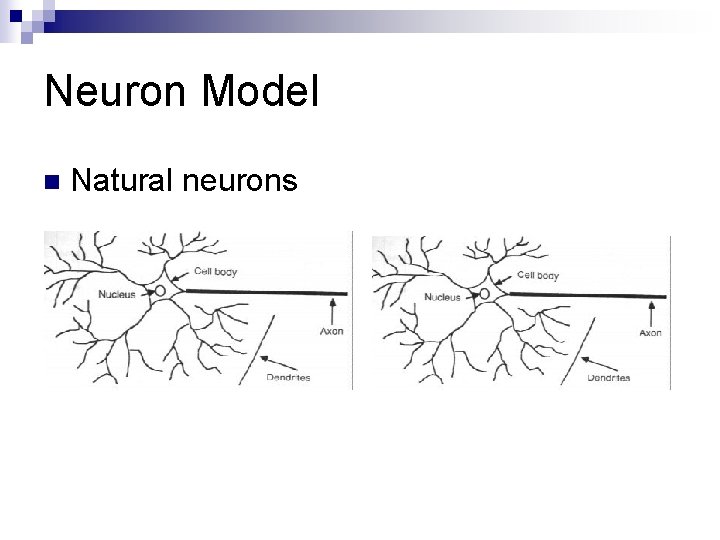Neuron Model n Natural neurons 