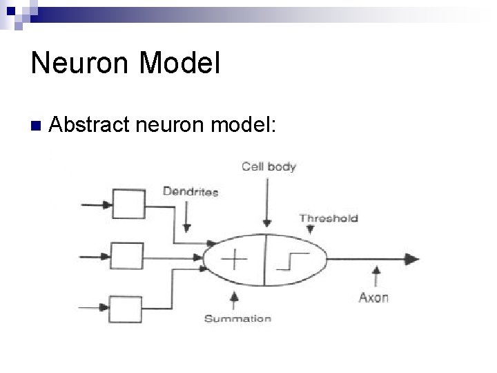 Neuron Model n Abstract neuron model: 