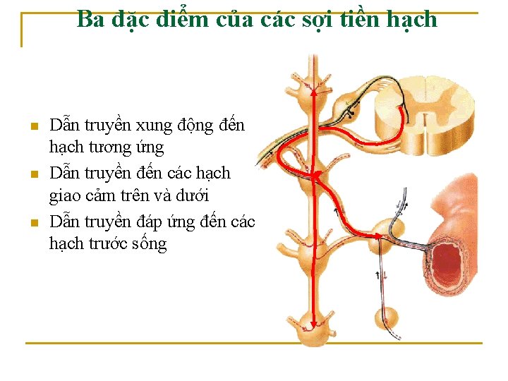 Ba đặc điểm của các sợi tiền hạch n n n Dẫn truyền xung Ba đặc điểm của các sợi tiền hạch n n n Dẫn truyền xung
