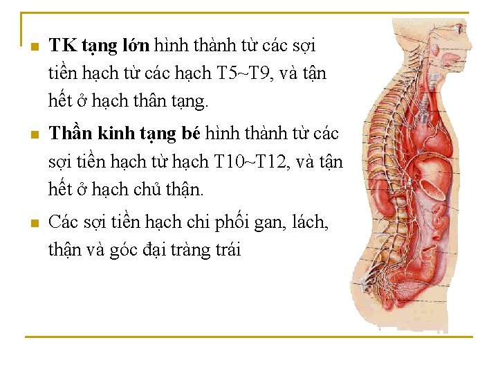 n TK tạng lớn hình thành từ các sợi tiền hạch từ các hạch