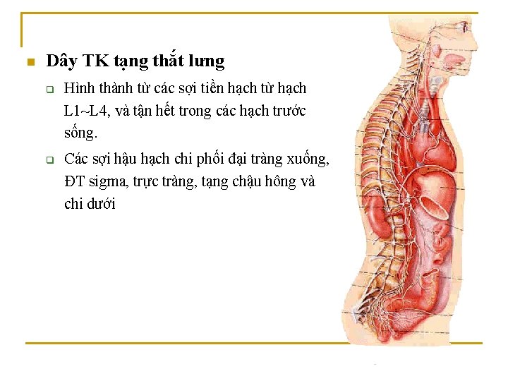 n Dây TK tạng thắt lưng q q Hình thành từ các sợi tiền