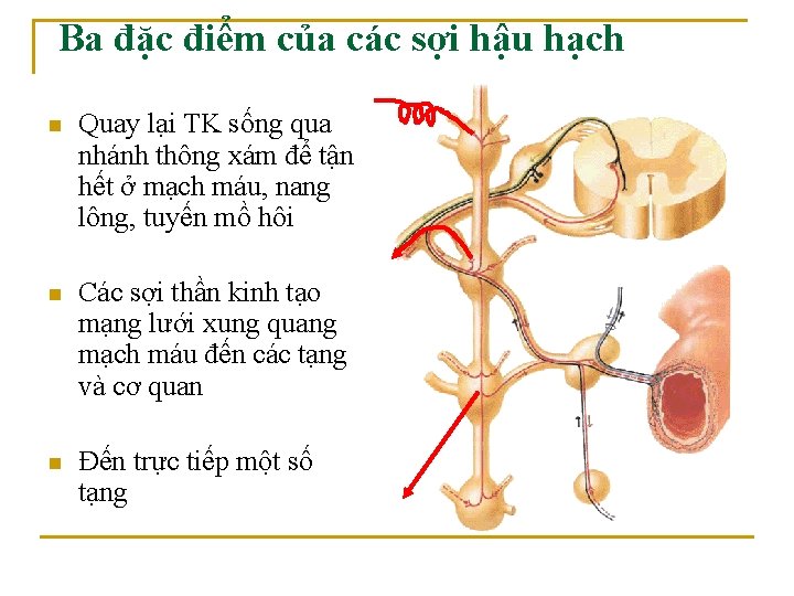 Ba đặc điểm của các sợi hậu hạch n Quay lại TK sống qua