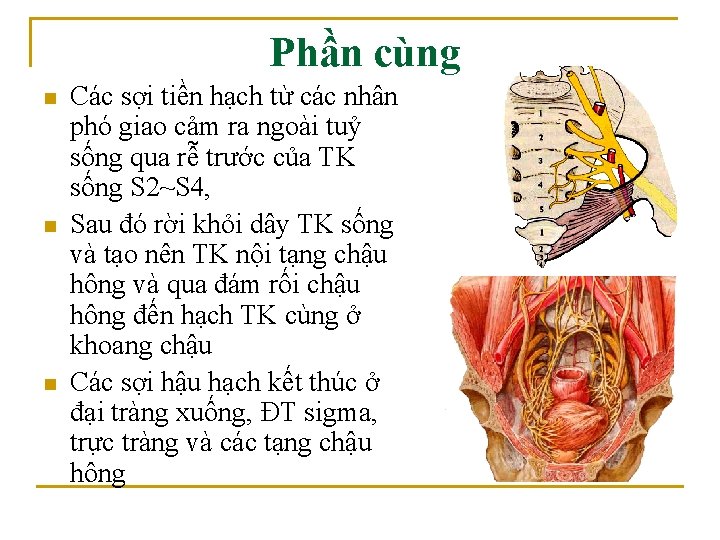 Phần cùng n n n Các sợi tiền hạch từ các nhân phó giao