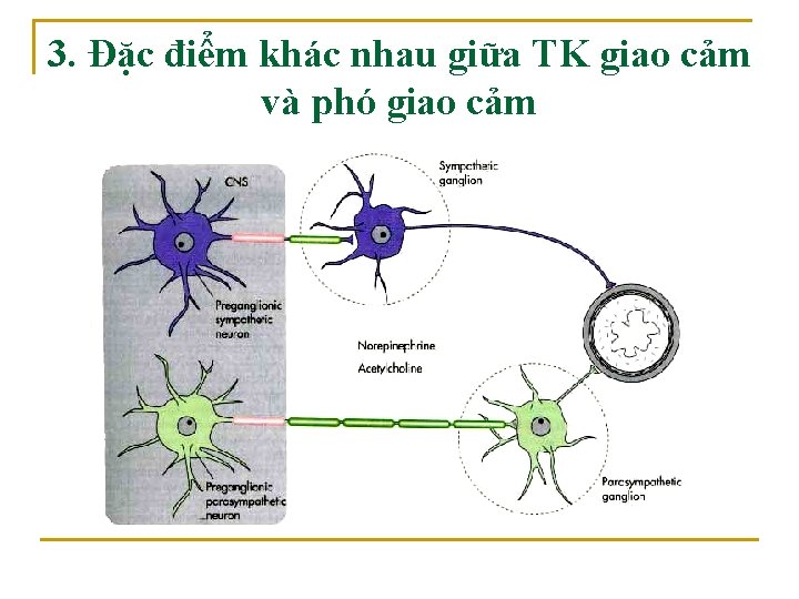 3. Đặc điểm khác nhau giữa TK giao cảm và phó giao cảm 