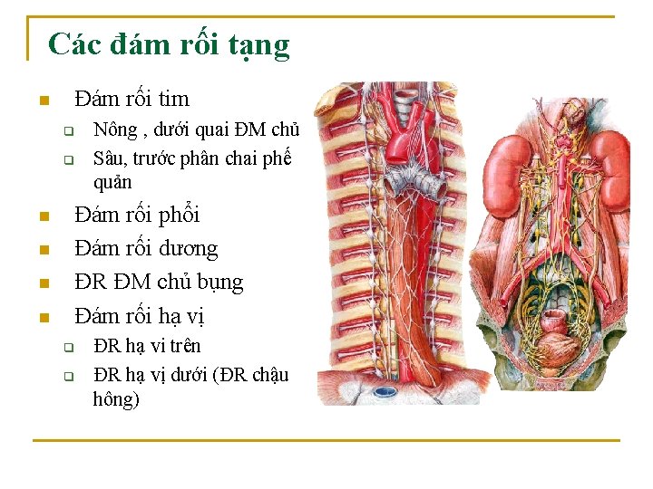 Các đám rối tạng n Đám rối tim q q n n Nông ,