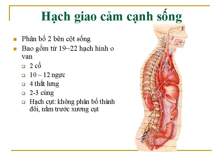 Hạch giao cảm cạnh sống n n Phân bố 2 bên cột sống Bao Hạch giao cảm cạnh sống n n Phân bố 2 bên cột sống Bao