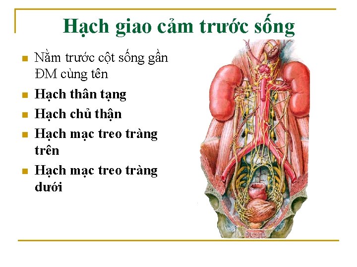Hạch giao cảm trước sống n n n Nằm trước cột sống gần ĐM Hạch giao cảm trước sống n n n Nằm trước cột sống gần ĐM