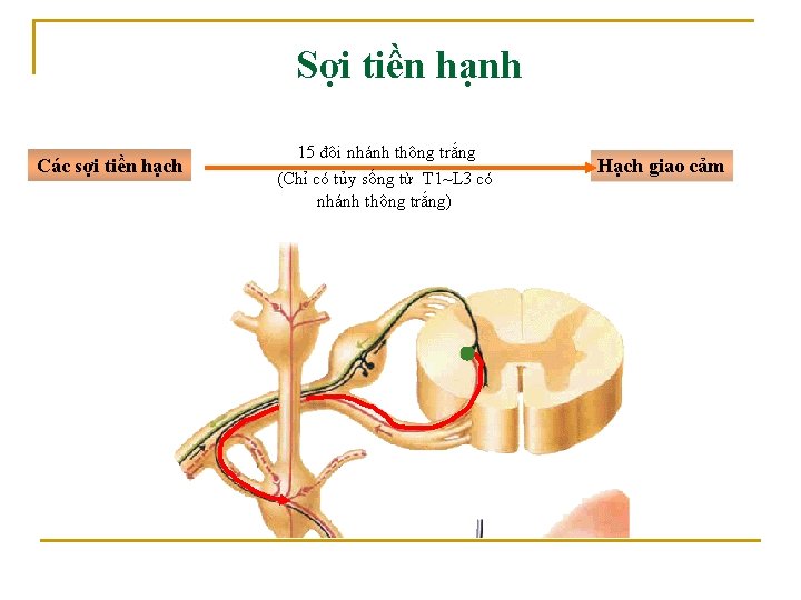 Sợi tiền hạnh Các sợi tiền hạch 15 đôi nhánh thông trắng (Chỉ có