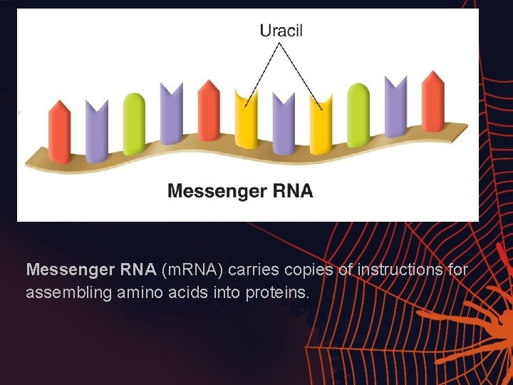 Messenger RNA (m. RNA) carries copies of instructions for assembling amino acids into proteins.