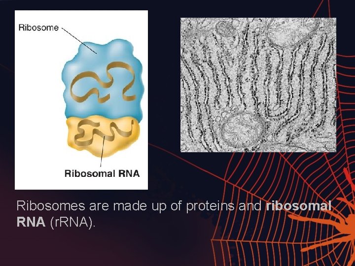 Ribosomes are made up of proteins and ribosomal RNA (r. RNA). 