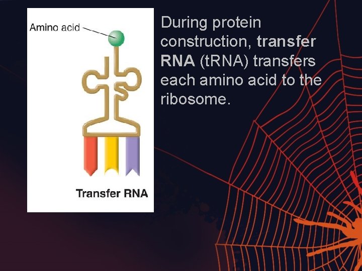 During protein construction, transfer RNA (t. RNA) transfers each amino acid to the ribosome.