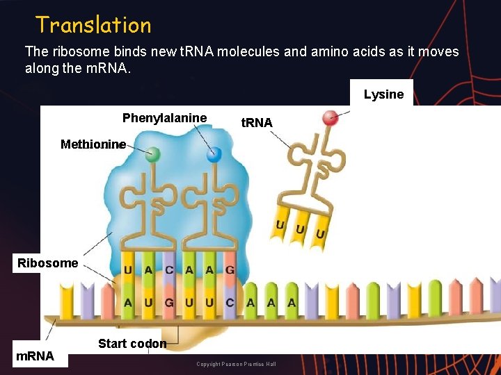 Translation The ribosome binds new t. RNA molecules and amino acids as it moves