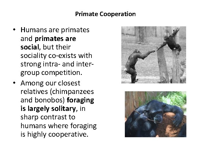 Ultra Social Animal Main thesis Humans are especially