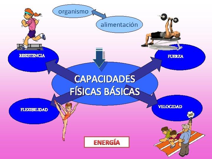 organismo alimentación RESISTENCIA FUERZA CAPACIDADES FÍSICAS BÁSICAS VELOCIDAD FLEXIBILIDAD ENERGÍA 