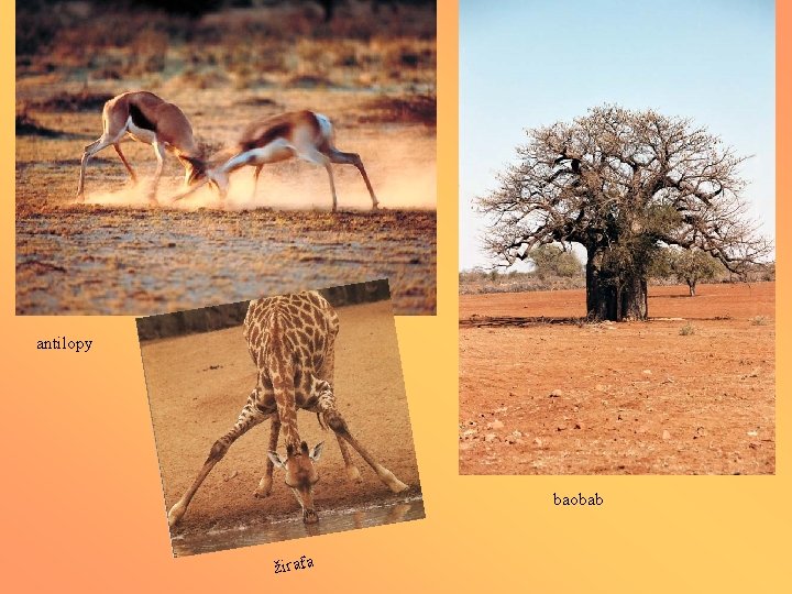 antilopy baobab žirafa 