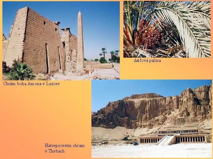 datľová palma Chrám boha Amona v Luxore Hatsepsovetin chram v Thebach 
