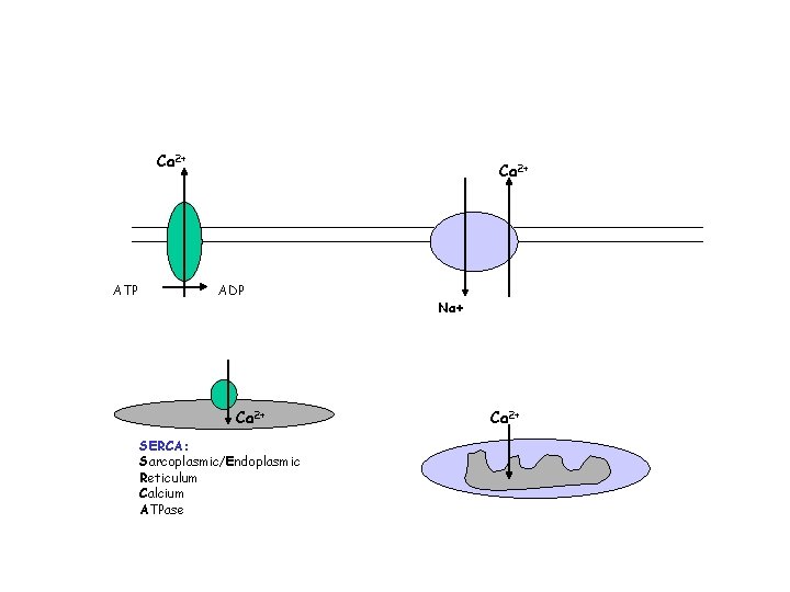 Ca 2+ ATP Ca 2+ ADP Ca 2+ SERCA: Sarcoplasmic/Endoplasmic Reticulum Calcium ATPase Na+