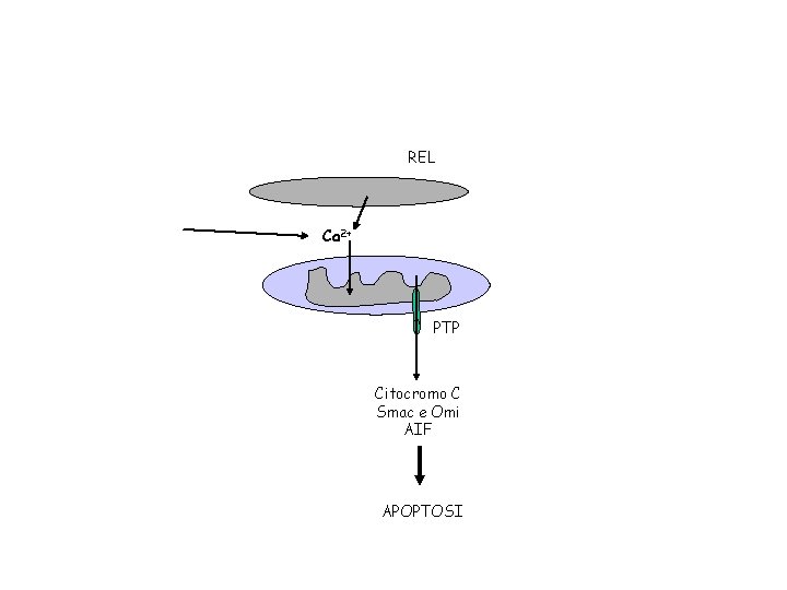 REL Ca 2+ PTP Citocromo C Smac e Omi AIF APOPTOSI 