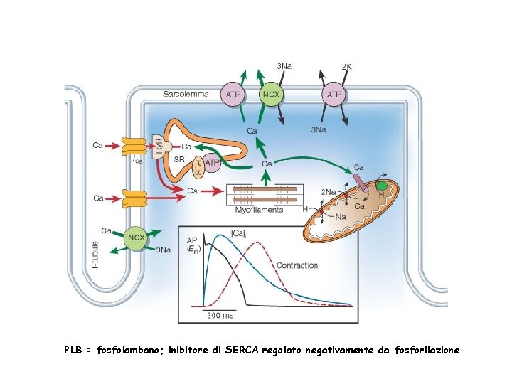 PLB = fosfolambano; inibitore di SERCA regolato negativamente da fosforilazione 