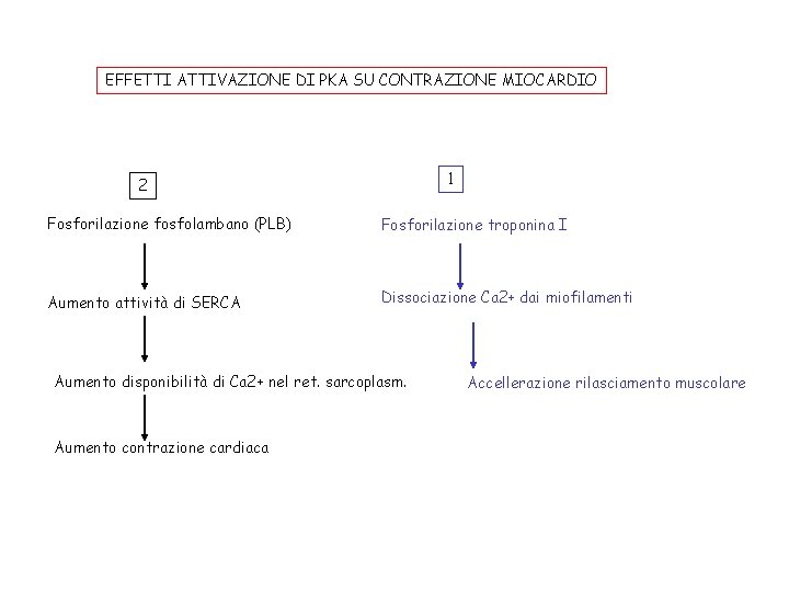 EFFETTI ATTIVAZIONE DI PKA SU CONTRAZIONE MIOCARDIO 1 2 Fosforilazione fosfolambano (PLB) Fosforilazione troponina