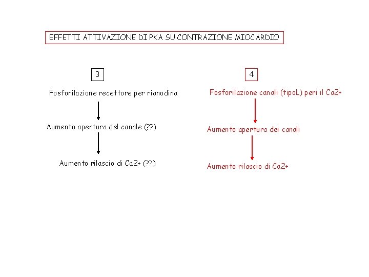 EFFETTI ATTIVAZIONE DI PKA SU CONTRAZIONE MIOCARDIO 3 Fosforilazione recettore per rianodina Aumento apertura