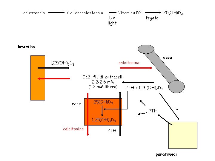 colesterolo 7 diidrocolesterolo UV light Vitamina D 3 fegato 25(OH)D 3 intestino ossa calcitonina